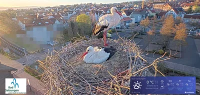 Hier geht's zu unserer Storchencam! (Bild vergr&ouml;&szlig;ern)