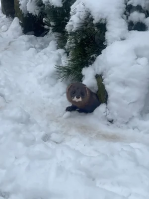 Zum Valentinstag in den Tierpark ❤️❄️