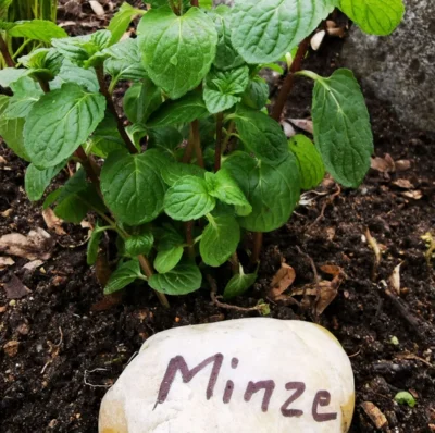 Praktische Tipps für die neue Gartensaison (Bild vergr&ouml;&szlig;ern)