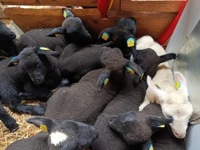 Raus aufs Land: Unser Besuch im Lämmerstall (Bild vergr&ouml;&szlig;ern)