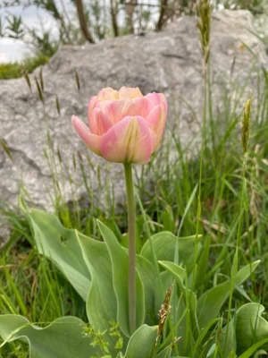 Gartentherapie – Warum uns der Garten gut tut (Bild vergr&ouml;&szlig;ern)