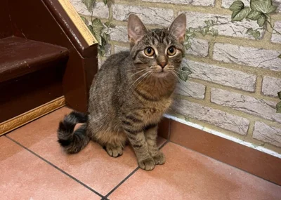 Foto: Wer kennt diese Katze oder deren Besitzer? Foto: privat Foto zur Meldung: Wer kennt diese Katze oder deren Besitzer?