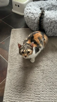 Meldung: Wer vermisst diese Katze im OT Giesensdorf/Wulfersdorf?