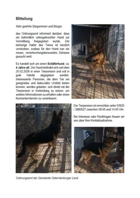 Hinweis vom Ordnungsamt - Vermittlung Schäferhund (Bild vergr&ouml;&szlig;ern)