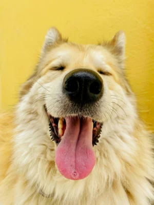 Hundesteuermarken für Verwaltungsgemeinschaft endlich verfügbar