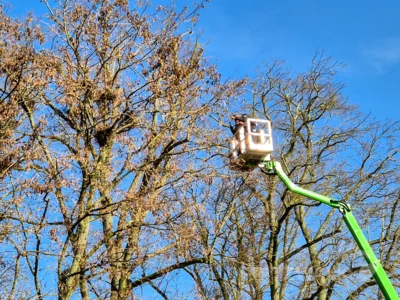 Mit einer Teleskopsäge holen die Mitarbeiter der Stadt Pritzwalk die Krähennester aus den Baumkronen am Friedhof. Foto: Stadt Pritzwalk (Bild vergr&ouml;&szlig;ern)