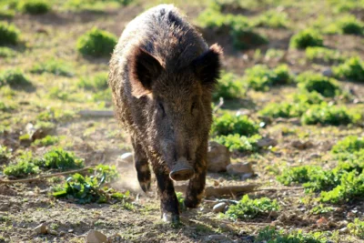 Foto: Wildschwein, pexels.com