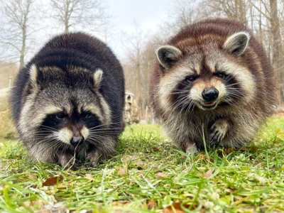 Neues vom Tierpark: Frühlingserwachen bei den Waschbären 🌸🦝