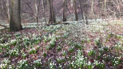Märzenbechertal bei Landgrafroda