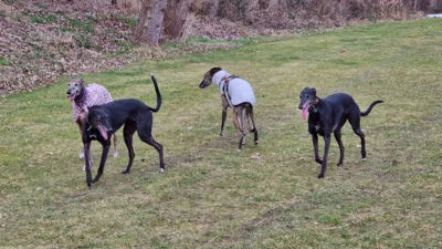 Windhund – Spielgruppe (Bild vergr&ouml;&szlig;ern)