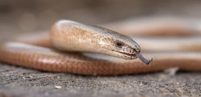 Blindschleiche (Foto: Ralf Donat) (Bild vergr&ouml;&szlig;ern)