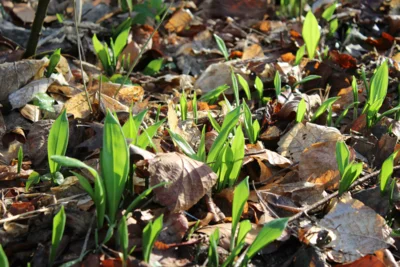 Frischer Bärlauch sprießt aus sonnenbeschienenem Waldboden. Foto: Auwaldstation Leipzig