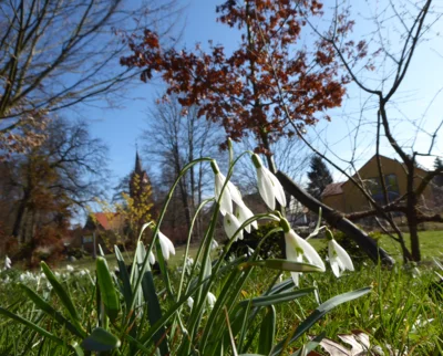 Viele, viele Schneeglöckchen prägen derzeit das Erscheinungsbild des Parks. Foto: Eva Loth (Bild vergr&ouml;&szlig;ern)