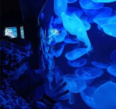 Meldung: Zoobesuch der Gruppen der WG Friedrich-Bosse-Straße