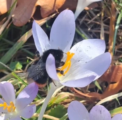Eine Hummel besucht eine Krokus-Blüte