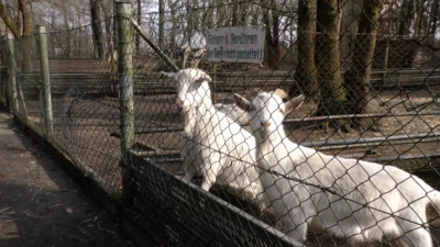 Tiergehege im Schlosspark wird auf Vordermann gebracht