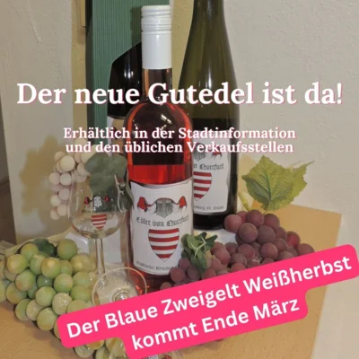 Foto: Der neue Gutedel ist da und in der Stadtinformation zu erwerben. Foto zur Meldung: Edler von Querfurt Gutedel 2025 ab sofort verfügbar