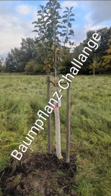 Baumpflanzenchallenge (Bild vergr&ouml;&szlig;ern)
