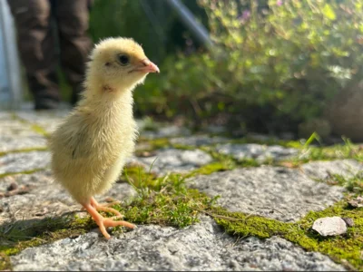 Ostersonntag im Tierpark