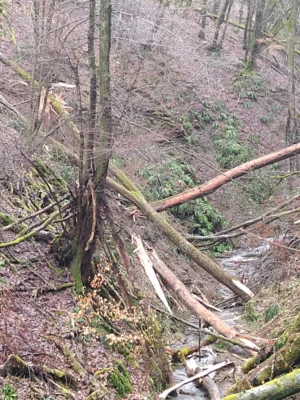 In den Bach gestürzte Reste der gesprengten Bäume