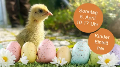 Auch unser kleines Wachtelküken freut sich auf Ostern im Tierpark Sassnitz. Kinder genießen frein Eintritt. (Bild vergr&ouml;&szlig;ern)