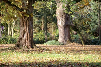 Herbstlaub in Hamelwörden (C) SG Nordkehdingen/Melanie Kluth