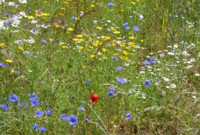 Gemeinsam gegen das stille Artensterben – Landwirtschaftliche Blühflächen fördern Wildbienen (Bild vergr&ouml;&szlig;ern)