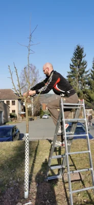 Erziehungsschnitt für junge Apfelbäume der Gemeinde