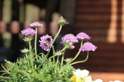 Eine dicke Hummel hat eine lila blühende Skabiose entdeckt und findet dort Futter.  Fotos: LGS/Lenz (Bild vergr&ouml;&szlig;ern)