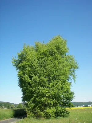 Espe (Populus tremula). Die Zitterpappel ist Baum des Jahres 2026. Foto: Wikimedia Commons, Willow, 29.04.2007, Lizenz: CC BY-SA 2.5