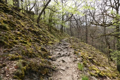 Lindenberg_UE Urwaldsteig Edersee: Der beliebte Steig kann in diesem Jahr wieder gemeinsam mit den Nationalpark-Rangern in 8 Etappen oder während einer 3-Tages-Tour entdeckt werden. Bildautor: Nicole Backhaus (Bild vergr&ouml;&szlig;ern)