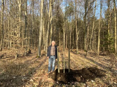 Pflanzung Baum des Jahres 2026: Die Zitterpappel (Bild vergr&ouml;&szlig;ern)