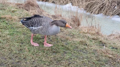 Foto: Die Graugans ist, nach der Kanadagans, die zweitgrößte Gänseart Europas (Foto: AmtFA Andreas Hansen) Foto zur Meldung: Das Ordnungsamt erinnert: Betrieb von Tiervergrämungsanlagen ist anzeigenpflichtig!