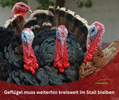 Bild mit Truthähnen zur Meldung Geflügel muss weiterhin im Stall bleiben (Bild vergr&ouml;&szlig;ern)