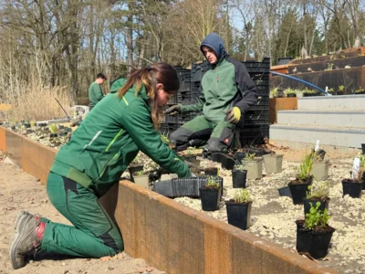 Über 7.000 Pflanzen sowie zusätzliche Sträucher und Bäume werden derzeit am Schwanenteich in die Erde gebracht I Foto: Martin Ferch (Bild vergr&ouml;&szlig;ern)