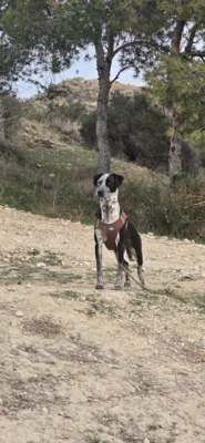 Veröffentlichung im Auftrag: Hund in Zeitlau entlaufen