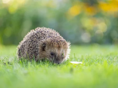 Ein Igel auf einer Wiese © AdobeStock_645928623 (Bild vergr&ouml;&szlig;ern)