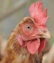 Das Hessische Landwirtschaftsministerium ruft Geflügelhalter vorsorglich zu Impfungen auf. (Quelle: Hessisches Landwirtschaftsministerium) (Bild vergr&ouml;&szlig;ern)