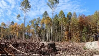 Sturm- und Dürreschäden im Gemeindewald Meißner (Quelle: Werra-Rundschau). (Bild vergr&ouml;&szlig;ern)