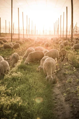 Schafe im Hopfengarten ©Tourismusverband Kelheim Anton Mirwald