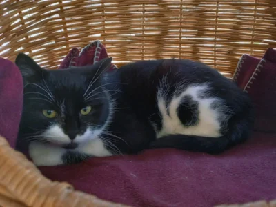 Gismo (Bild vergr&ouml;&szlig;ern)