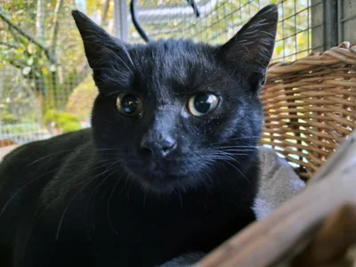 Nisha (Bild vergr&ouml;&szlig;ern)