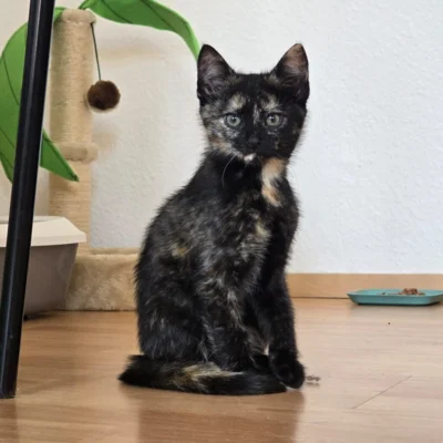 Amelia (Bild vergr&ouml;&szlig;ern)