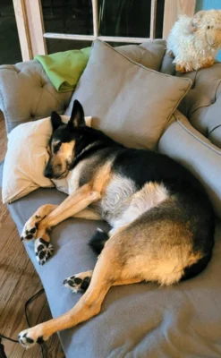 Sam (Bild vergr&ouml;&szlig;ern)