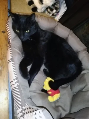 Monty (Bild vergr&ouml;&szlig;ern)