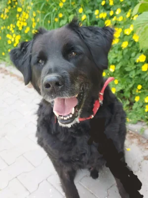 Nick (Bild vergr&ouml;&szlig;ern)