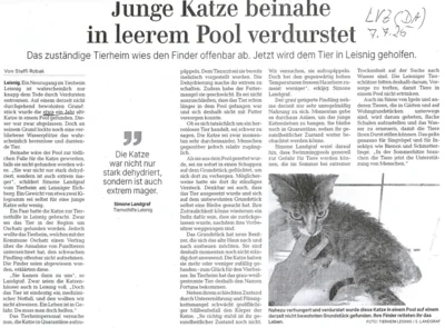 Zeitungsartikel Junge Katze beinahe in leerem Pool verdurstet (Bild vergr&ouml;&szlig;ern)