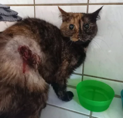 SO wurde die misshandelte Katze dem Tierheim übergeben (Foto von Tierheim Leisnig) (Bild vergr&ouml;&szlig;ern)