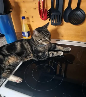Kater Leo leigt auf dem Herd (Bild vergr&ouml;&szlig;ern)