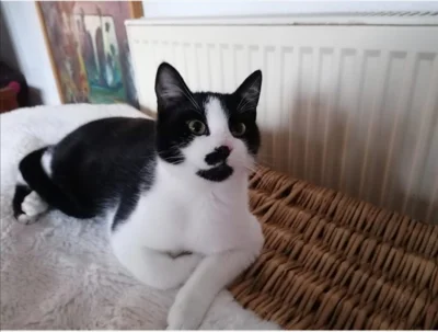 Kater Peter (Bild vergr&ouml;&szlig;ern)